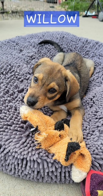 Willow, an adoptable Shepherd in Tabernash, CO