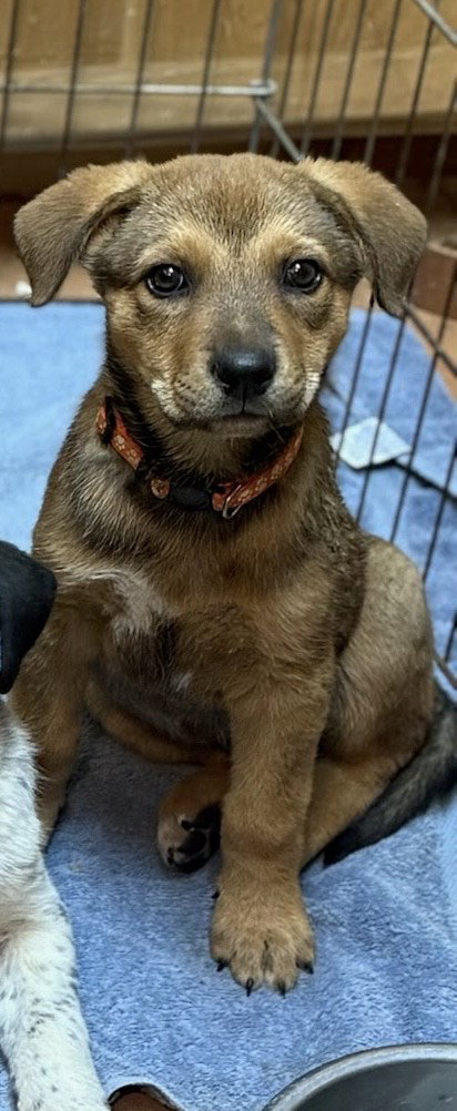 Jeremiah, an adoptable Shepherd in Winter Park, CO