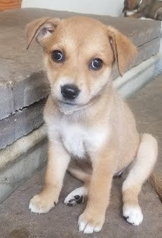 Bambi