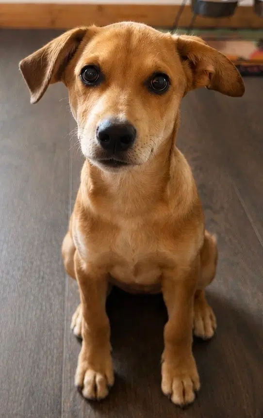 Bambi - Shepherd