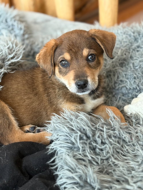 Isaiah, an adoptable Shepherd in Winter Park, CO