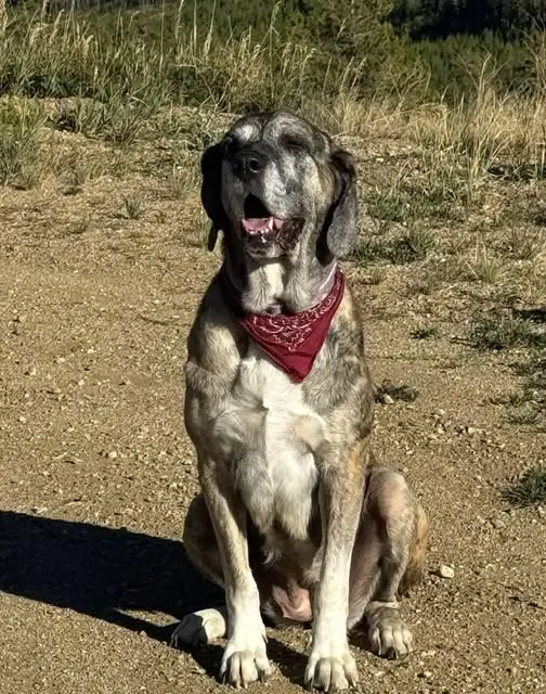 Marley - Great Pyrenees