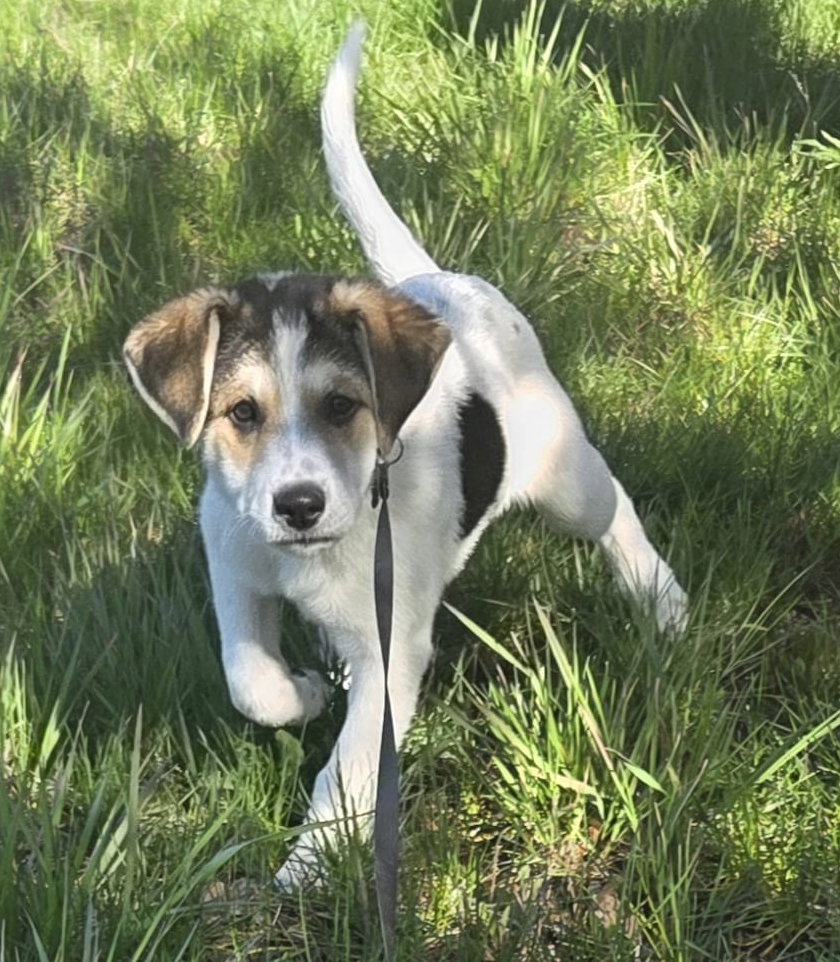 Nova