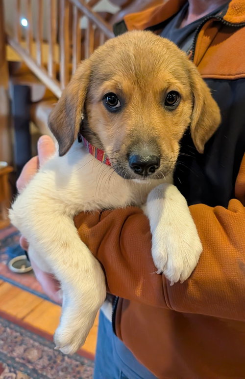 Lyra, an adoptable Great Pyrenees in Winter Park, CO