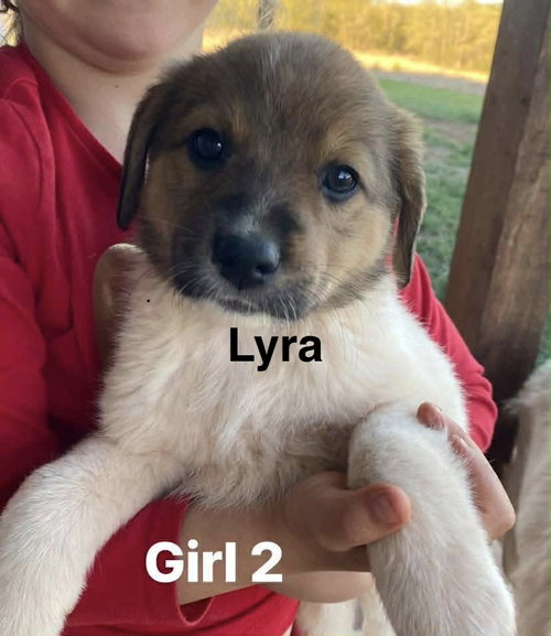 Lyra