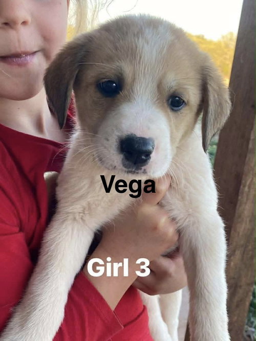 Vega
