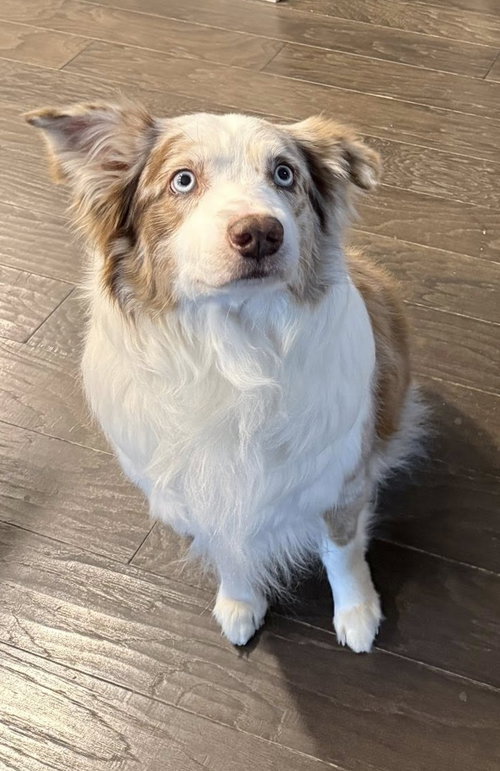 Bogie, an adoptable Australian Shepherd in Tabernash, CO