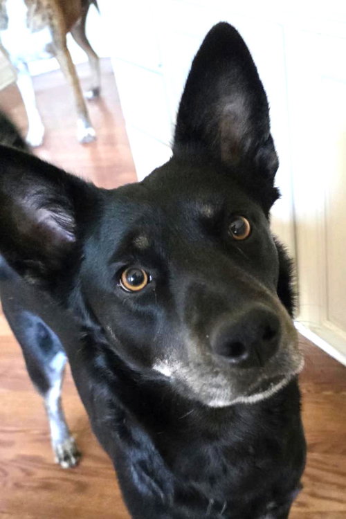 Pria, an adoptable Australian Kelpie in Winter Park, CO