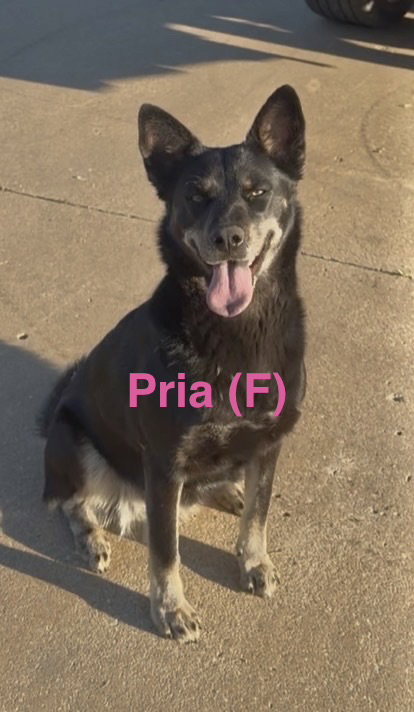 Pria, an adoptable Australian Kelpie in Tabernash, CO