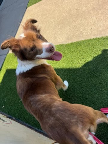 Lainey, an adoptable Border Collie in Tabernash, CO