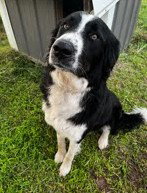 Bubba, an adoptable Border Collie in Tabernash, CO