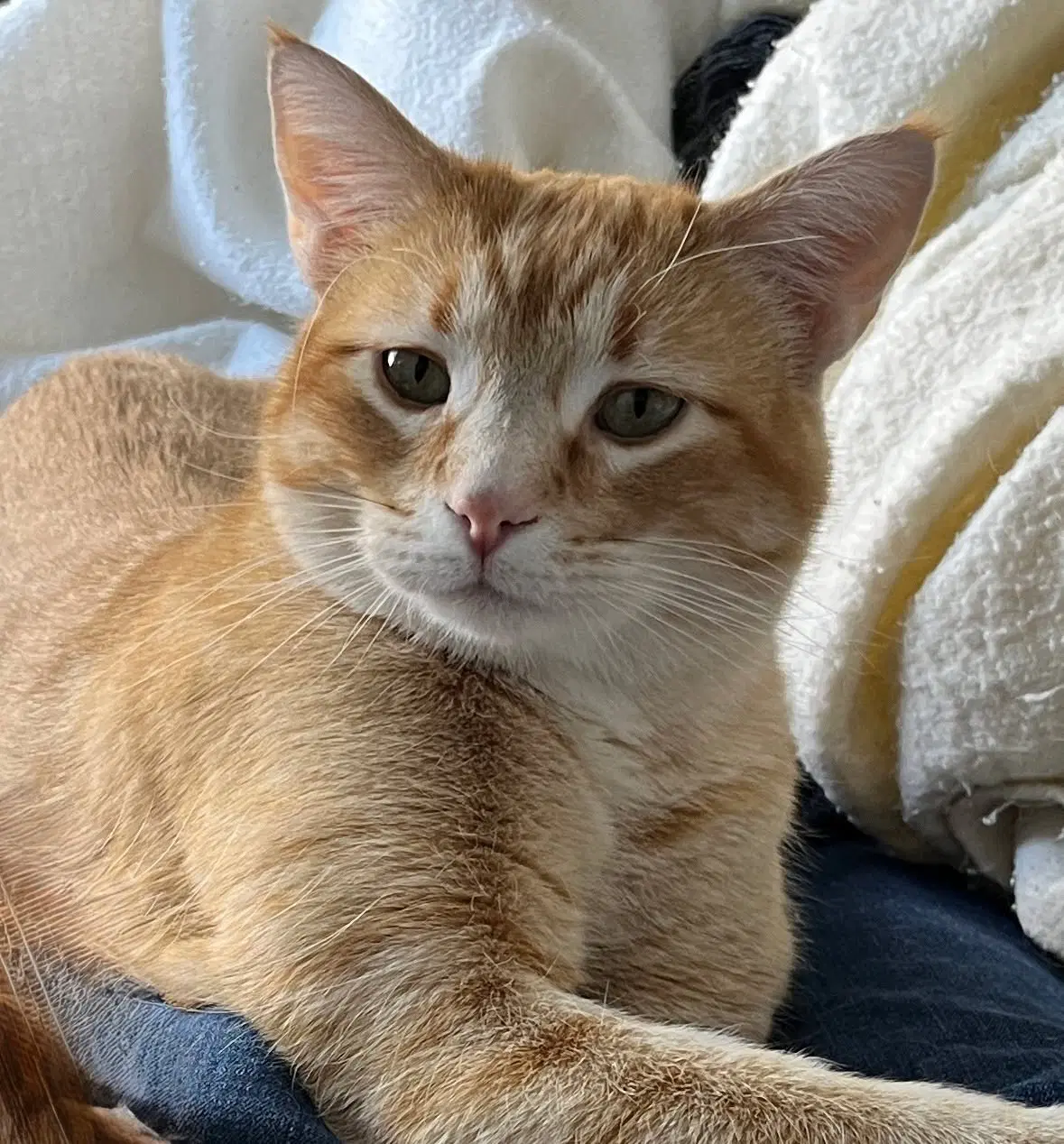 Leo - Tabby