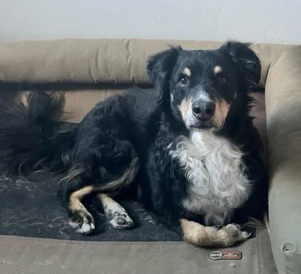 Milo