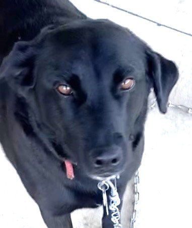 Sheba