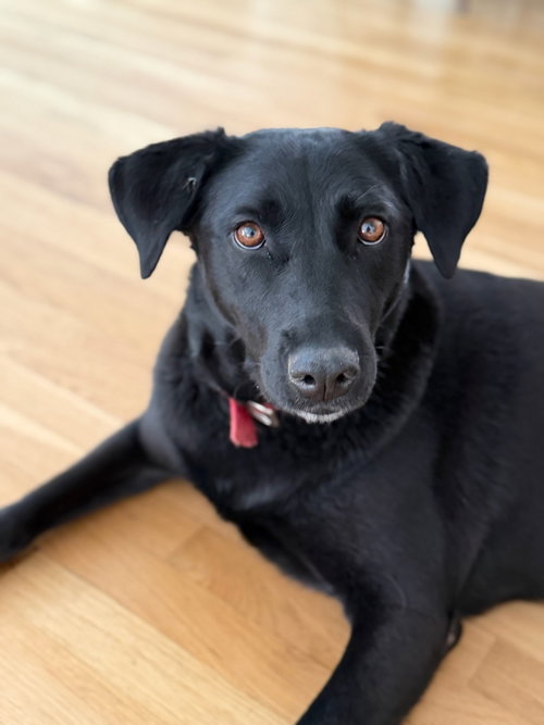 Sheba, an adoptable Black Labrador Retriever in Tabernash, CO