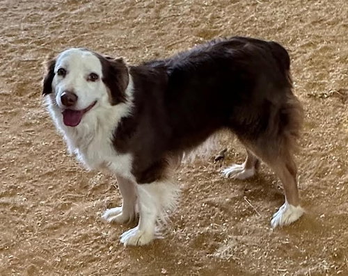 Billie, an adoptable Australian Shepherd in Tabernash, CO