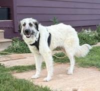 Poptart, an adoptable Great Pyrenees in Tabernash, CO