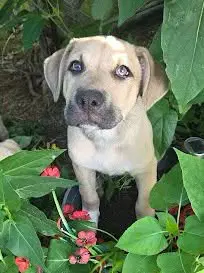 Rex - Black Mouth Cur