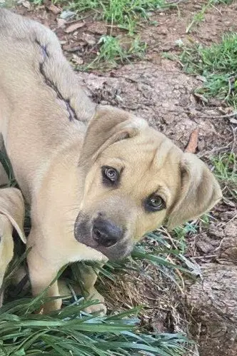 Rex image 2