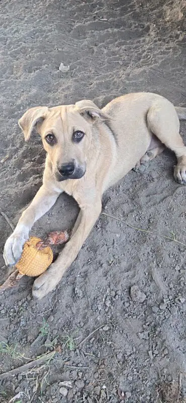 Rex - Black Mouth Cur