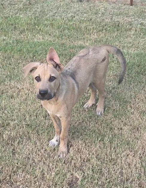 Rex image 3