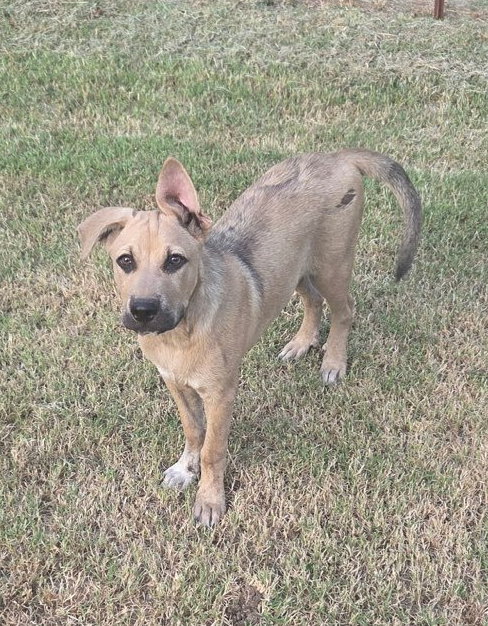 Rex