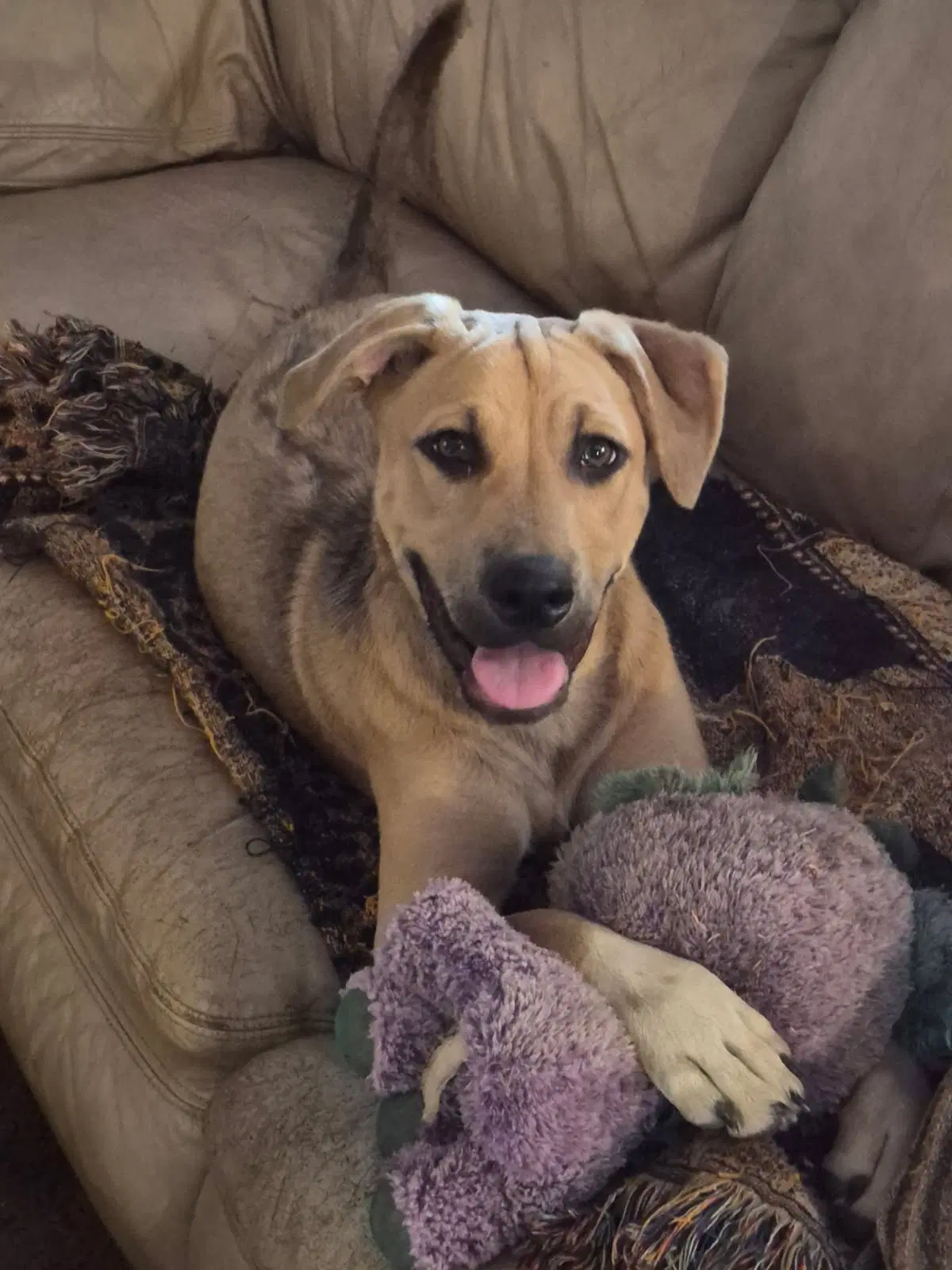 Rex - Black Mouth Cur