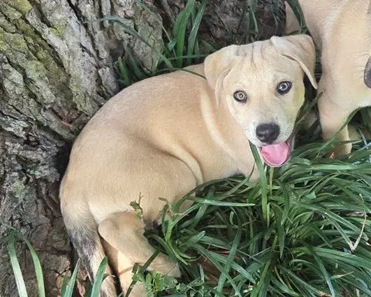 Tex - Black Mouth Cur