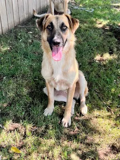 Ann - Anatolian Shepherd