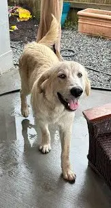 Duke - Great Pyrenees