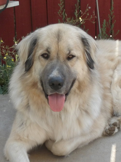 Baldur photo 1