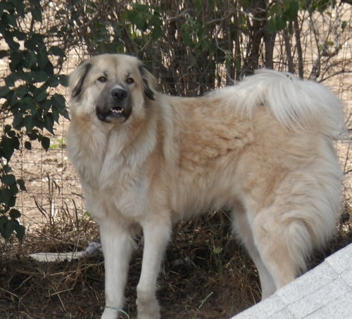 Baldur photo 2
