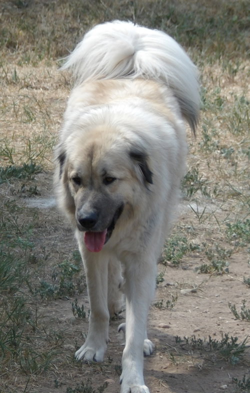 Baldur photo 3