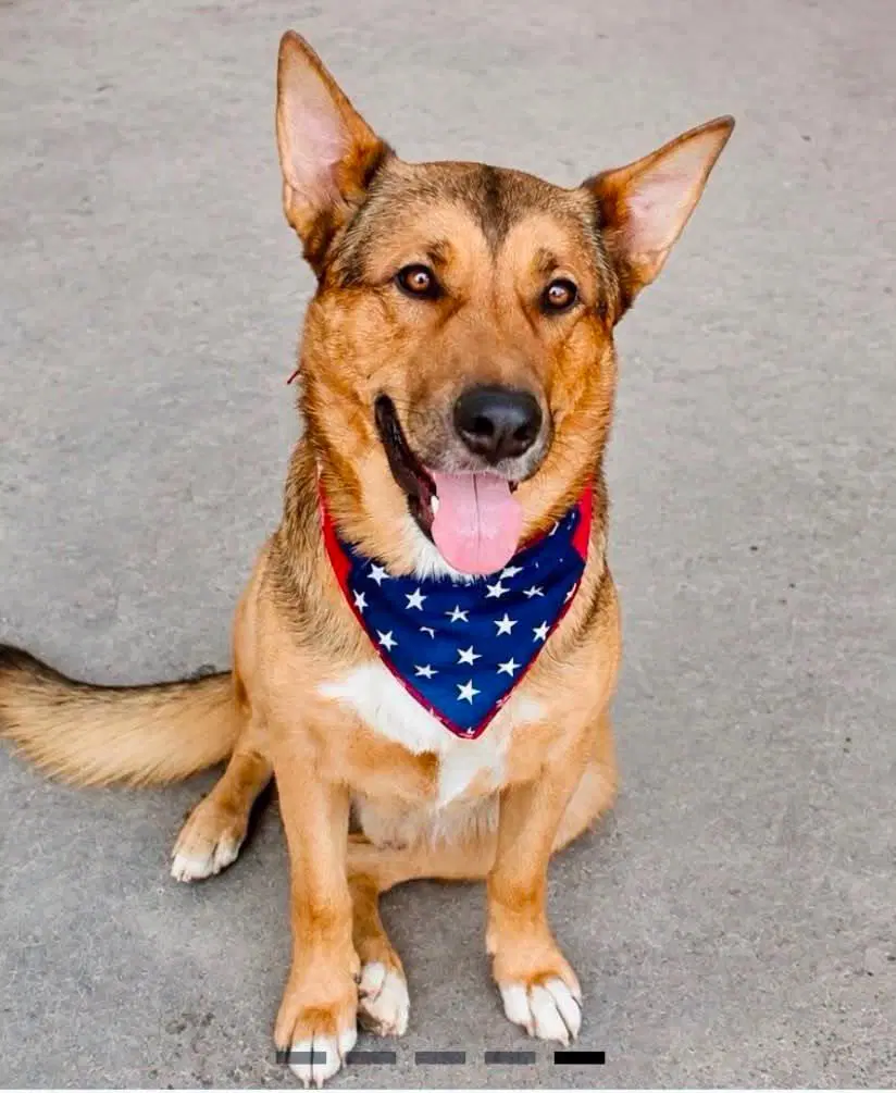 Linus - German Shepherd Dog