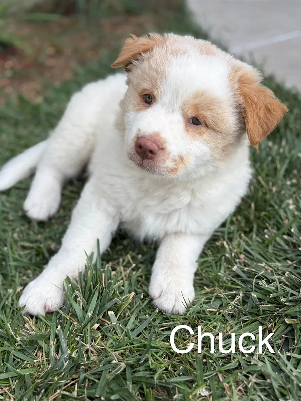 Chuck - Great Pyrenees