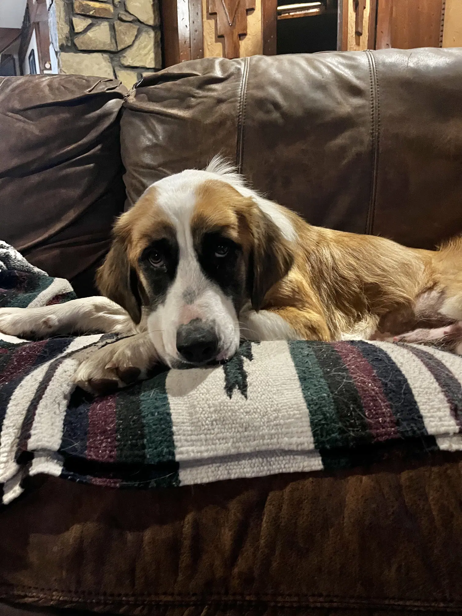 Rosie image 2