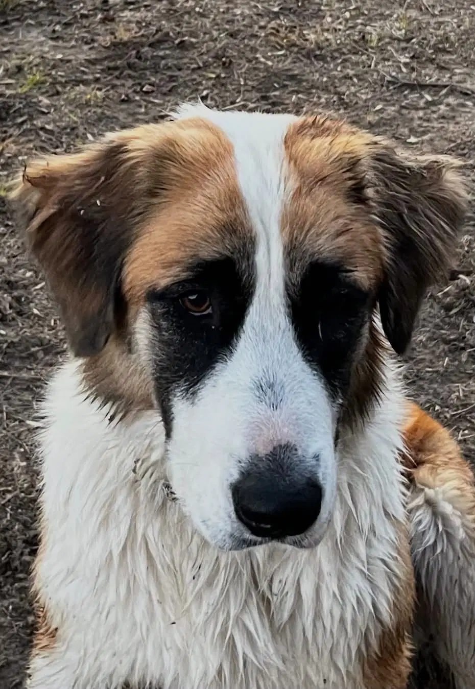 Rosie image 2