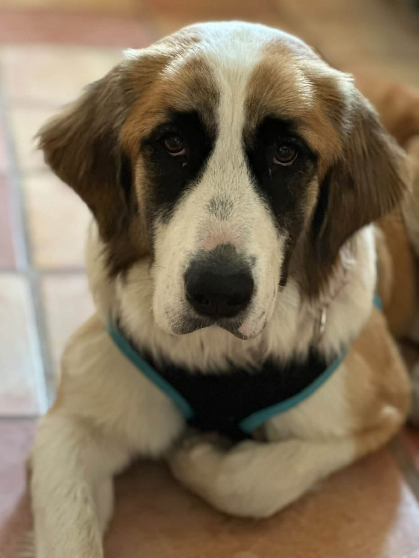 Rosie, photo 4