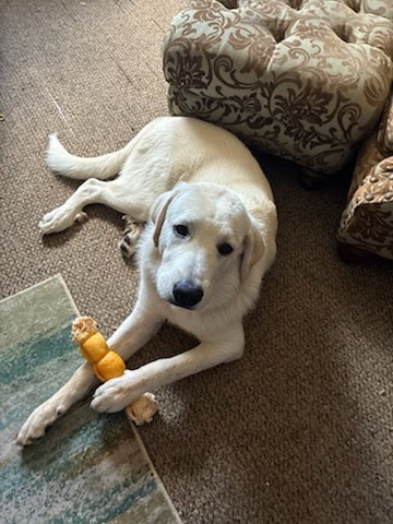 Finley Finn
