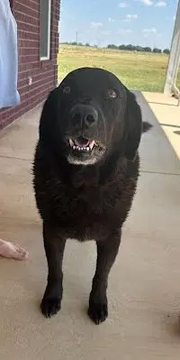 Bubba image 1