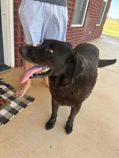 Bubba image 2