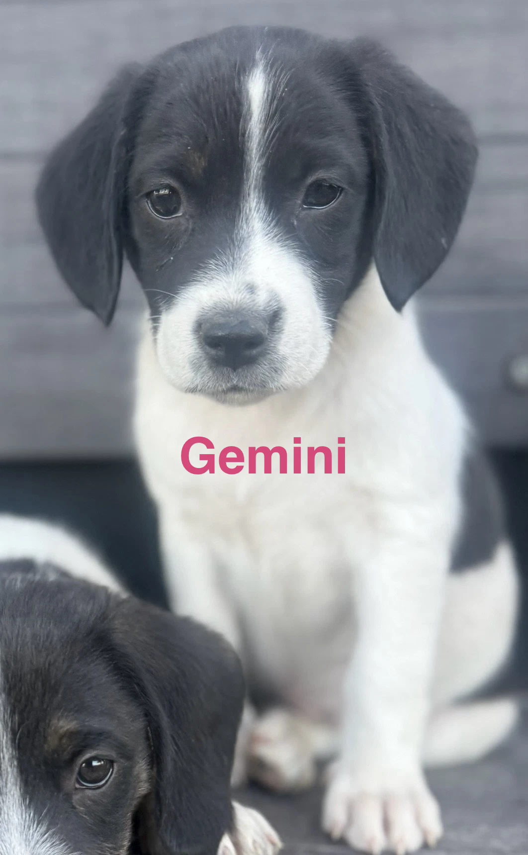 Gemini