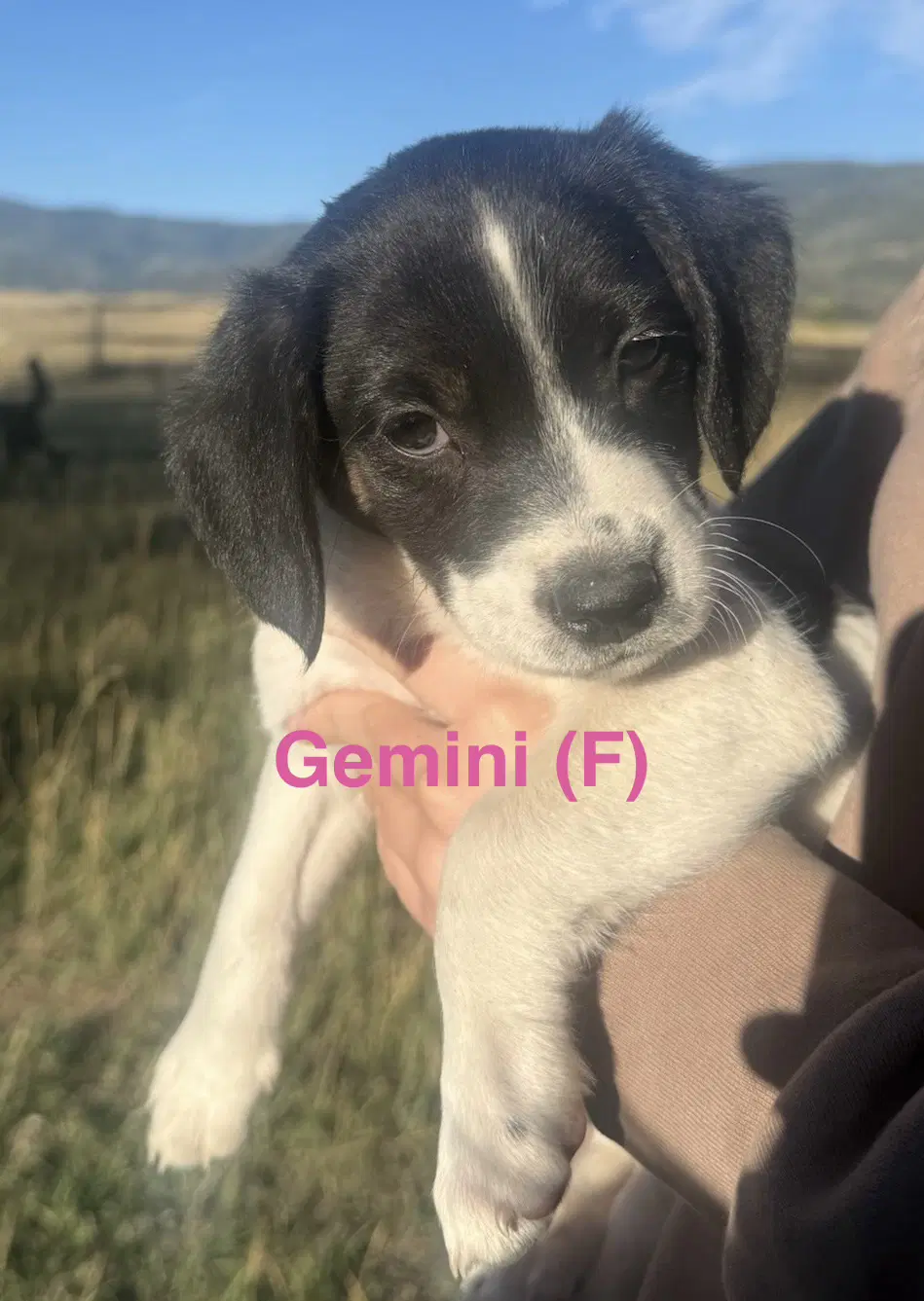 Gemini image 2