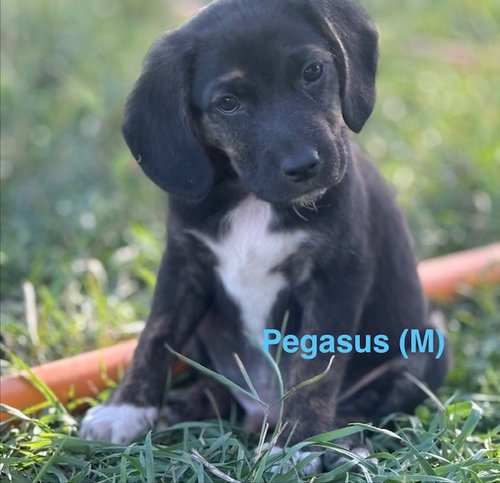 Pegasus