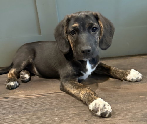 Pegasus, a dog for adoption from Mountain Pet Rescue