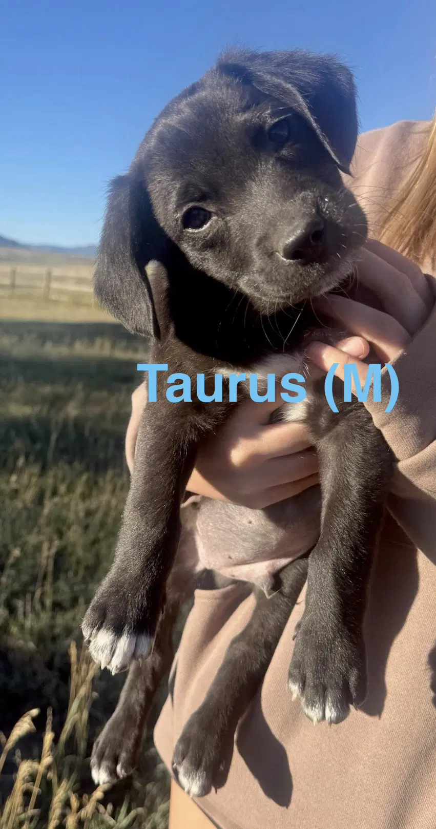 Taurus - Border Collie