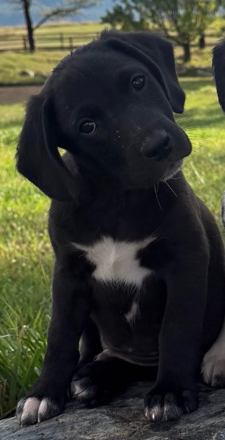 Taurus, Border Collie