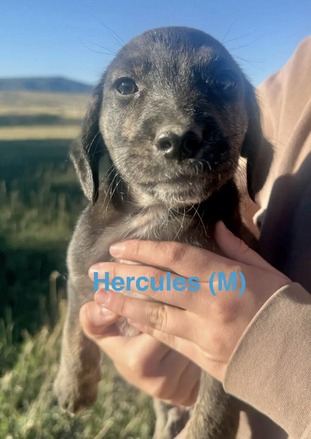 Hercules - Border Collie