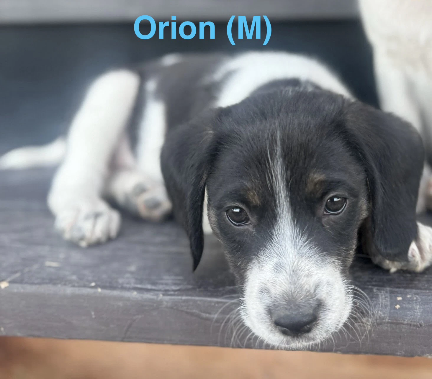 Orion