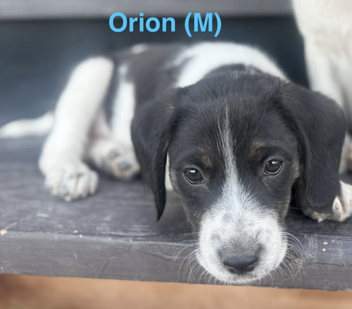 Orion